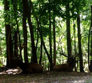 Trees in forest