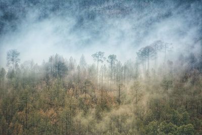 Trees in forest against sky