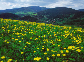 Scenic view of oilseed rape field against sky