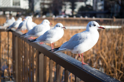 Close-up of seagull perching