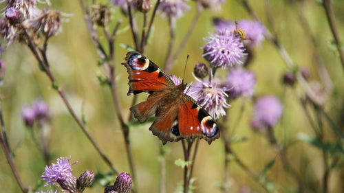 Close-up of butterfly perching on flower