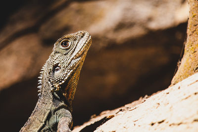 Close-up of lizard