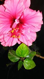 Close-up of pink flowers