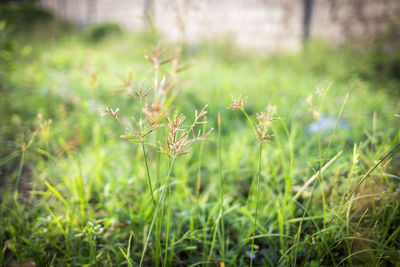 Close-up of flowering plants on field