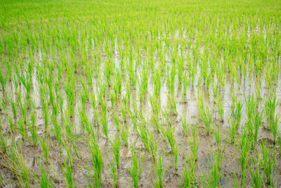 Scenic view of rice field