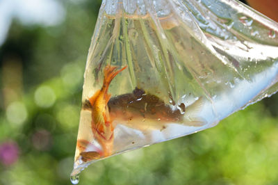 Close-up of fish in plastic bag