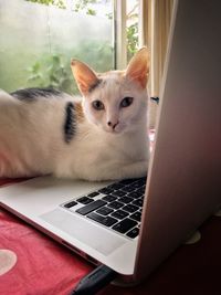 Close-up portrait of cat