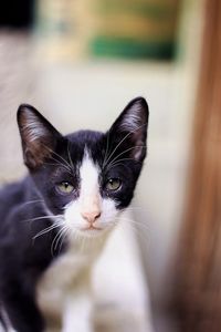 Close-up portrait of black cat