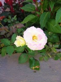 Close-up of rose plant