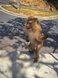 High angle view of monkey standing on street