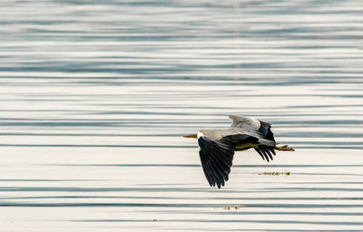 Bird flying over lake