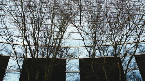 Low angle view of bare trees against sky