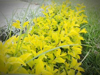 Yellow flowers growing on plant