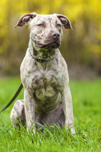 Portrait of dog sitting on grass