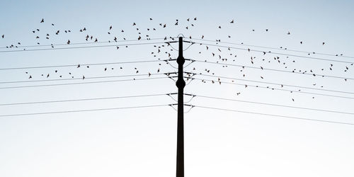 Low angle view of birds flying against sky