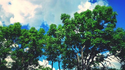 Low angle view of trees against sky