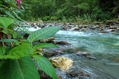 Close-up of green plants in forest