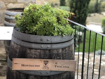 Close-up of potted plants on wooden fence