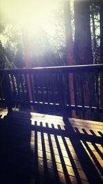 Sun shining through trees