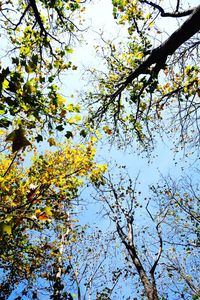 Low angle view of flowering tree against clear sky