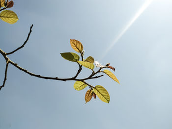 Low angle view of flowering plant against sky