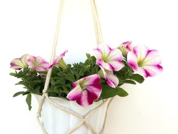 Close-up of pink flower vase against white background