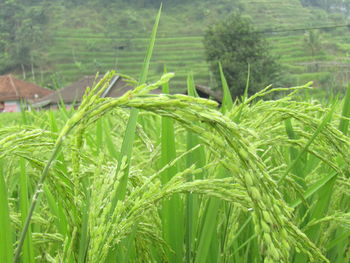 Close-up of crops growing on field