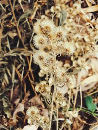 Close-up of wilted flower on field