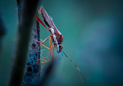 Close-up of insect on plant