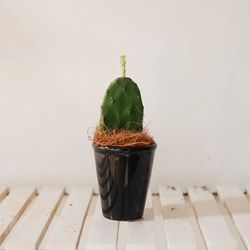 Close-up of potted plant on table
