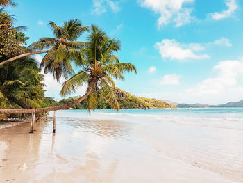 Palm trees on beach against sky