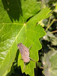 Close-up of butterfly on leaf