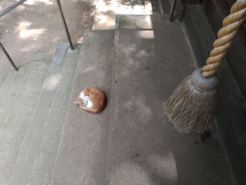 High angle view of crab on street