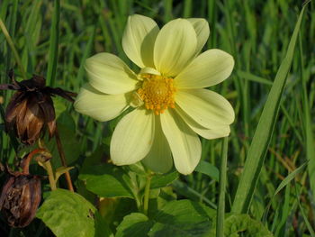 Close-up of flowers