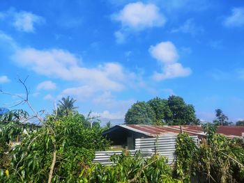 Plants and trees by building against sky