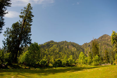 Trees in forest against sky