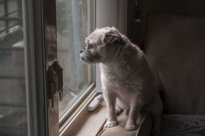 Dog looking through window at home