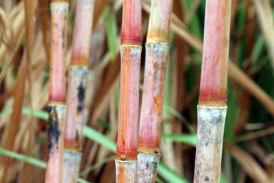 Full frame shot of bamboo on fence