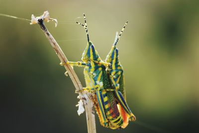 Close-up of insect on plant