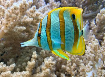 View of fish swimming in sea