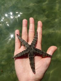 Cropped image of hand holding starfish