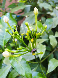 Close-up of insect on plant