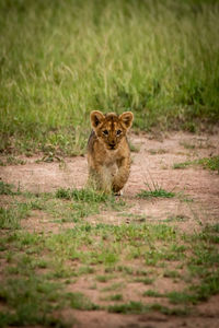 Portrait of lion cub walking on field