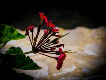 Close-up of pink flowering plant leaves