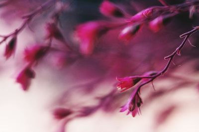 Close-up of pink flowers