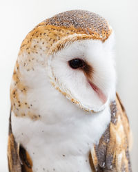 Close-up of barn owl