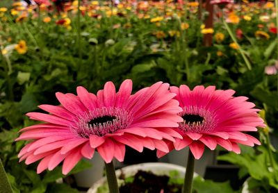 Close-up of insect on pink flower