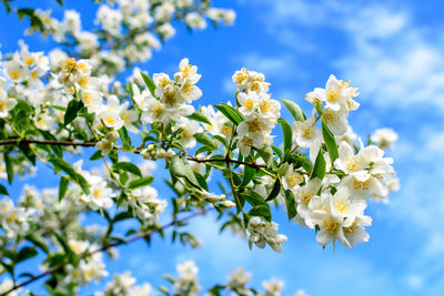 White flowers and green leaves of philadelphus coronarius ornamental perennial plant