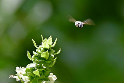 Close-up of bee pollinating flower