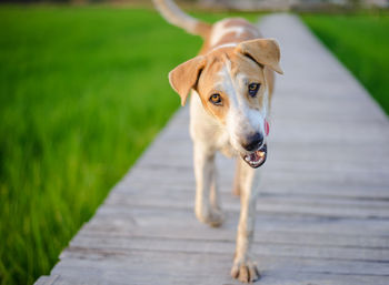 Portrait of dog on footpath